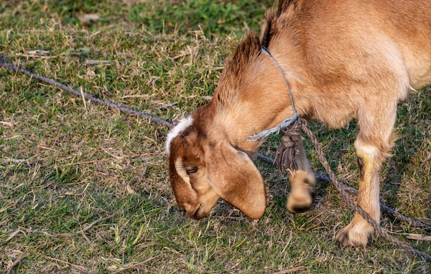 Close-up shot van gras kauwend binnenlandse geit op een landbouwgebied