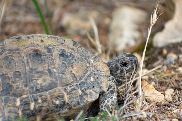 close-up shot van Griekse schildpad Testudo Graeca