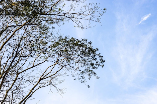 Close-up shot van groene boomtakken onder de schone blauwe lucht met kopieerruimte