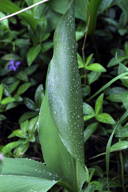 Close-up shot van groene struik na regen