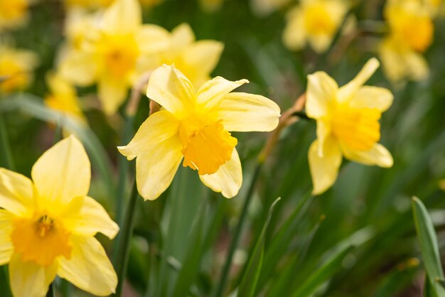 Close-up shot van heldere narcissus bloem in bloei