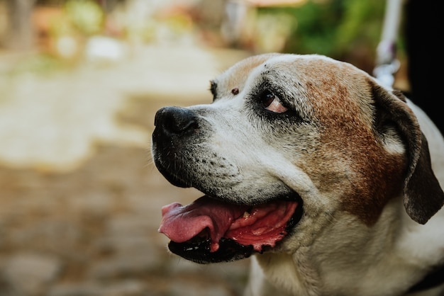 Close-up shot van het gezicht van een oudere hond met tong uitsteekt