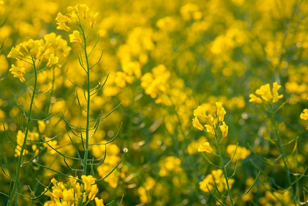 Close-up shot van koolzaadbloemen in het veld