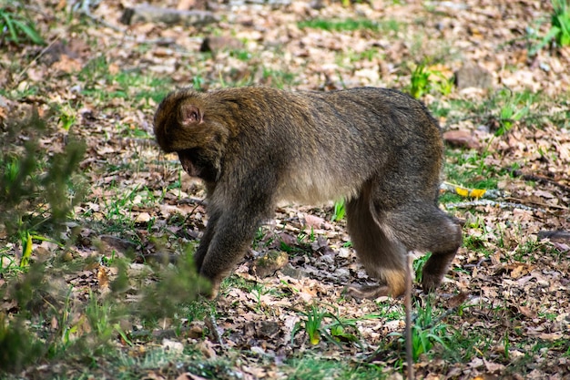 Close-up shot van mannelijke Barbary makaak leider op zoek naar voedsel