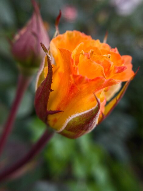 Close-up shot van mooie perzikroos