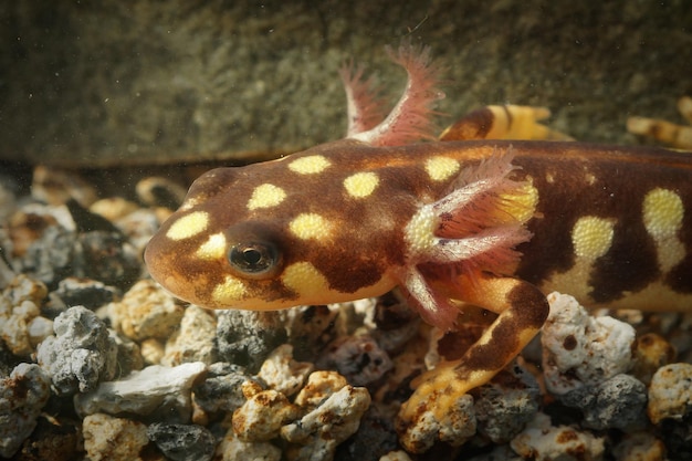 Close-up shot van Neurergus crocatus salamander op rotsachtig oppervlak onder water