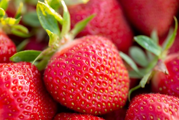 Close-up shot van opgepikte aardbeien Verse rijpe smakelijke bessen