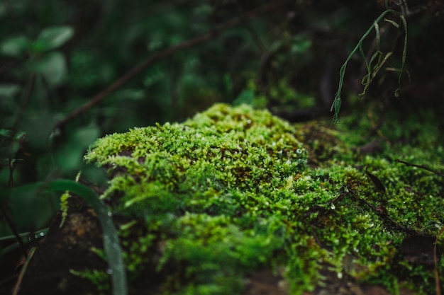 Close-up shot van prachtig groen mos op rots in het midden van het platteland