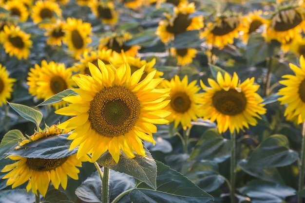 Close-up shot van prachtige zonnebloemen in een veld