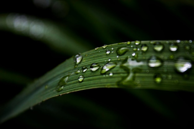 Close-up shot van regendruppels op een blad