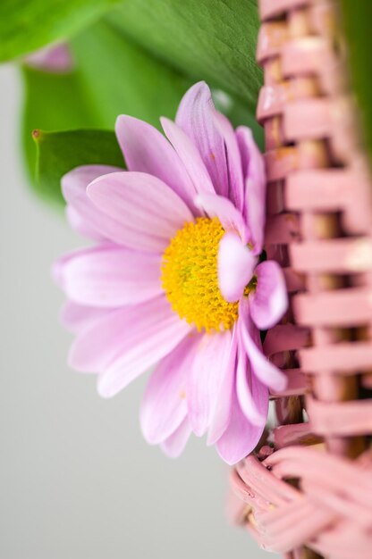 Close-up shot van roze bloem in pot