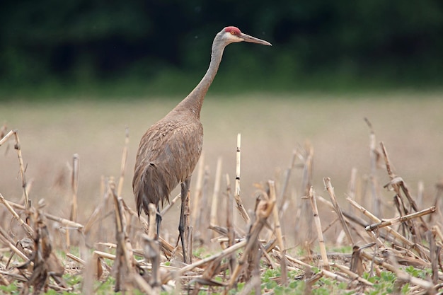 Close-up shot van Sandhill kraan