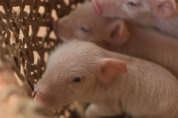 Close-up shot van schattige biggetjes in een mand