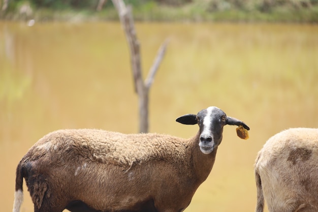 Close-up shot van schattige kortharige schapen in een landbouwgrond