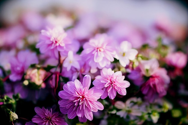 Close-up shot van schattige mooie bloemen