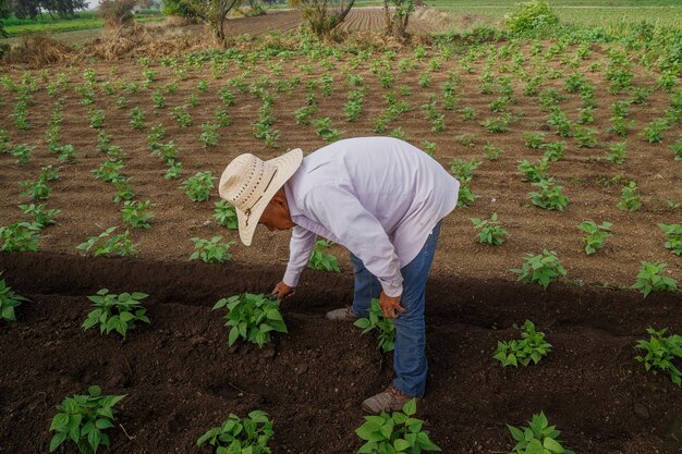 Close-up shot van Spaanse mannelijke landbouw op de plantage met groeiende planten in Mexico