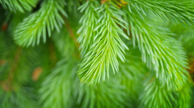 Close-up shot van sparren scheuten groei Lente achtergrond