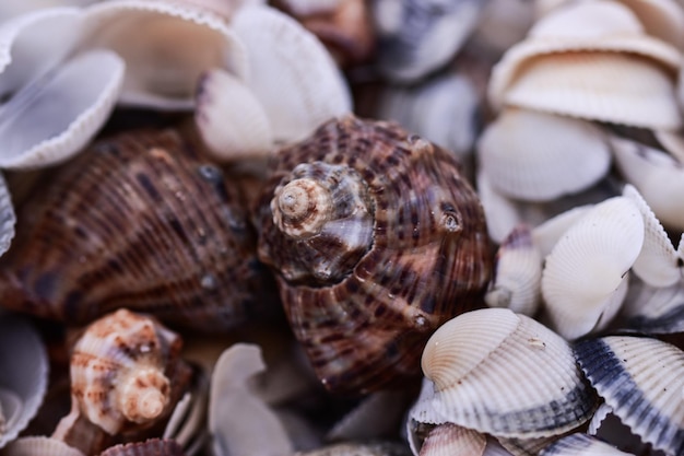 Close-up shot van veel schelpen op het strand