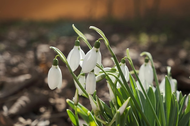 Close-up shot van verse vroege sneeuwklokjes of gewone sneeuwklokjes galanthus nivalis