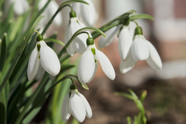 Close-up shot van verse vroege sneeuwklokjes