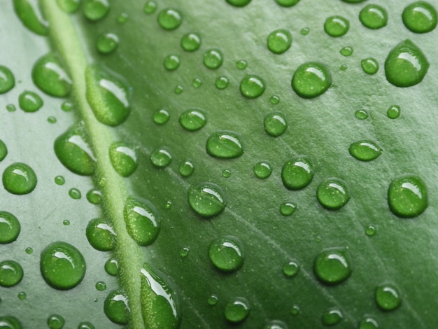 Close-up shot van waterdruppels op groene bladeren