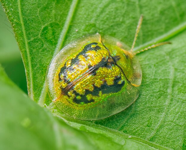 close up shot of a various species of leaf beetles