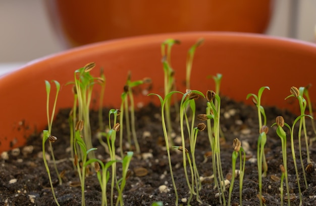 Close up shot of very young Lovage seedlings germinated Aromatic and medicinal plant concept