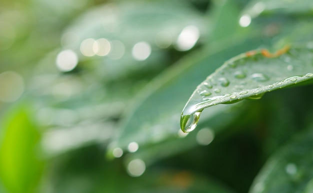 Close-up shot of water drop falling of the green leaf after rain 