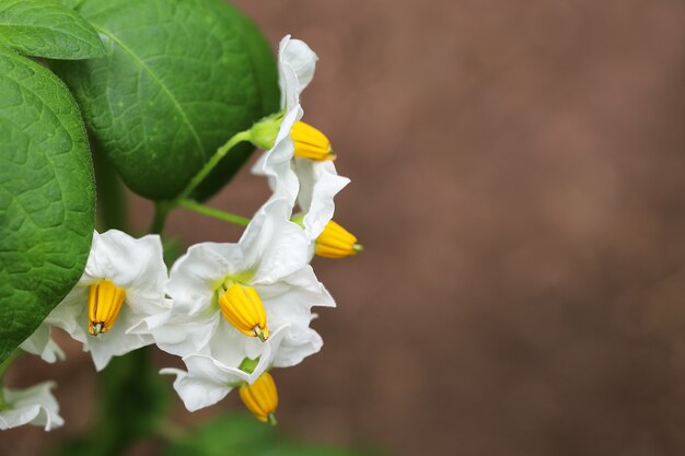 Close-up shot of white potato flowers with green leaves on ground background