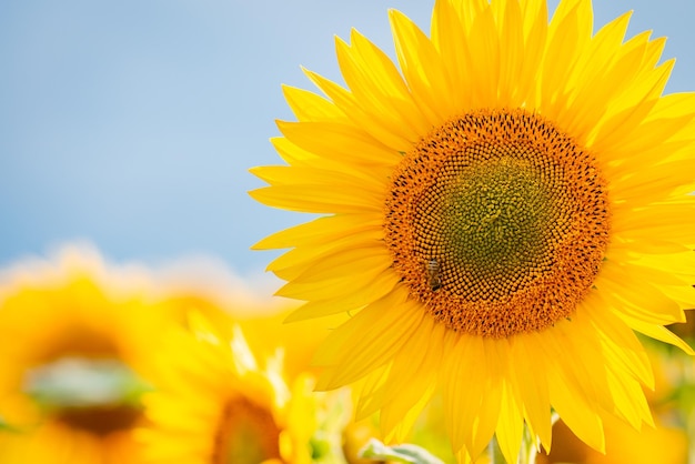 Close up shot with copy space of blooming sunflowers against blue sky Bright sunflowers in the field