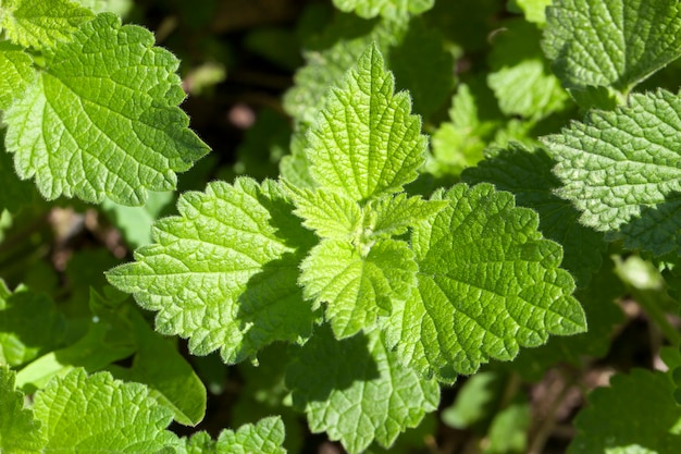 春の若い緑の植物の葉のクローズアップショット。