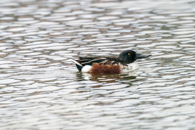 close-up of shoveler duck in lake