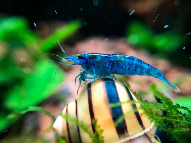 Photo close-up of shrimp in acquarium