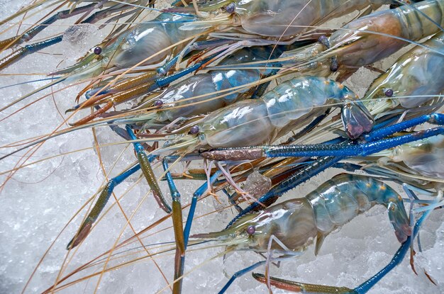 A close up of a shrimp on ice