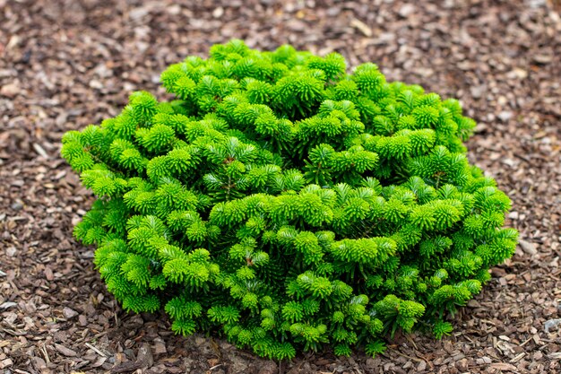 Close up shrubs and green lawns