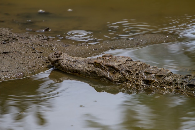 Close up Siamese Crocodile  in Thailand