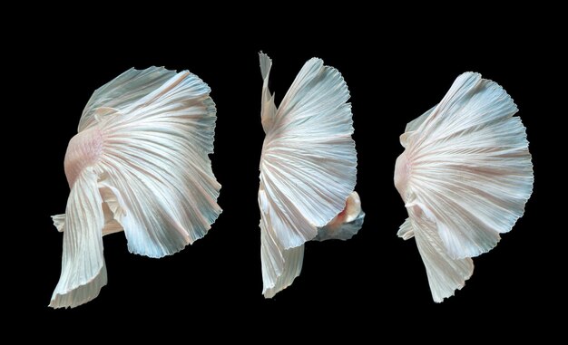 Photo close-up of siamese fighting fish against black background