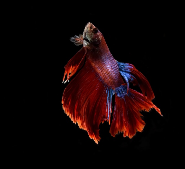 Photo close-up of siamese fighting fish against black background