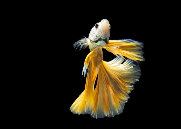 close-up of siamese fighting fish swimming in tank against black background