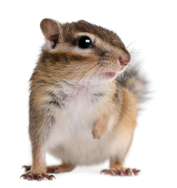 Close-up of a Siberian chipmunk, Euamias sibiricus, on white isolated