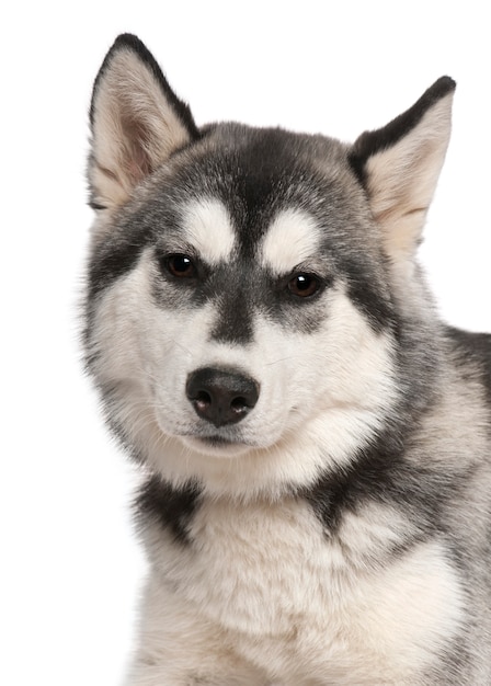 Close-up of Siberian husky, 6 months old. Dog portrait isolated