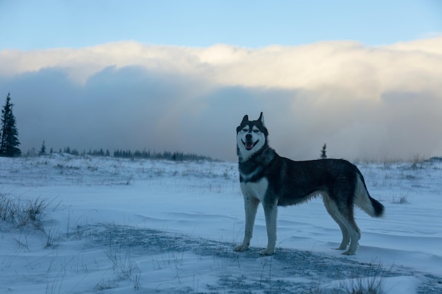 Close up of siberian husky dog happy with the first snow in the\
winter forest adventures outdoor concept