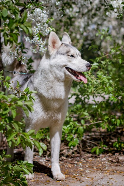 Крупный план собаки сибирской хаски