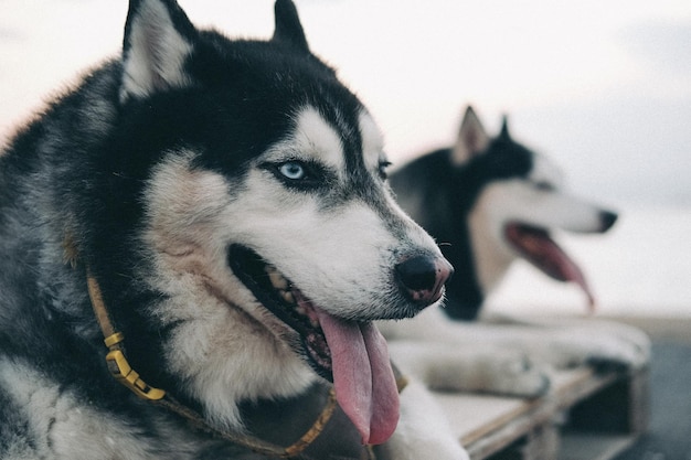 外で座っているシベリア・ハスキー犬のクローズアップ