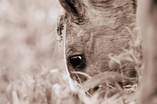 Photo close-up side view of animal eye