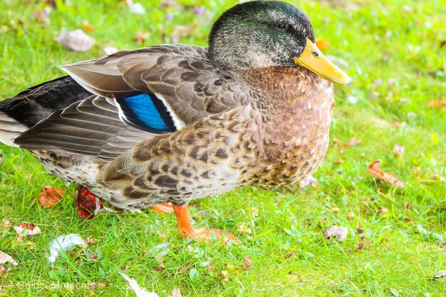 Close-up side view of a bird on field