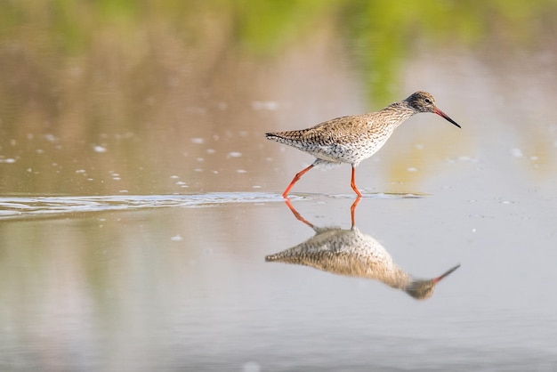 鳥の近くの側面の景色と反射