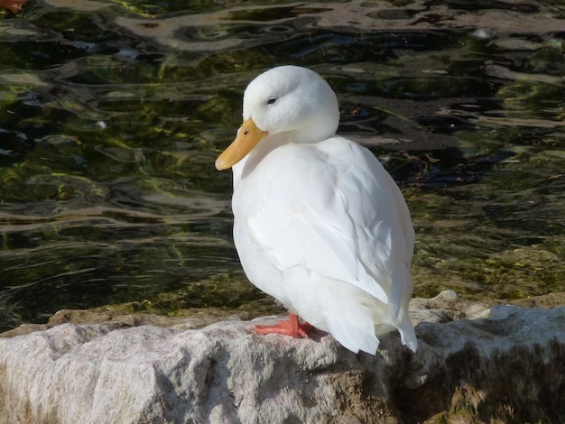 Close-up side view of a bird