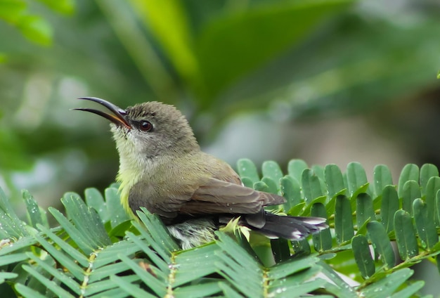 Photo close-up side view of a bird