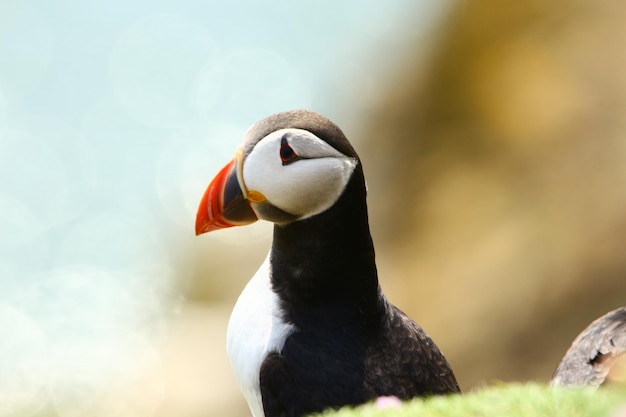 鳥 の 近く の 側面 の 眺め